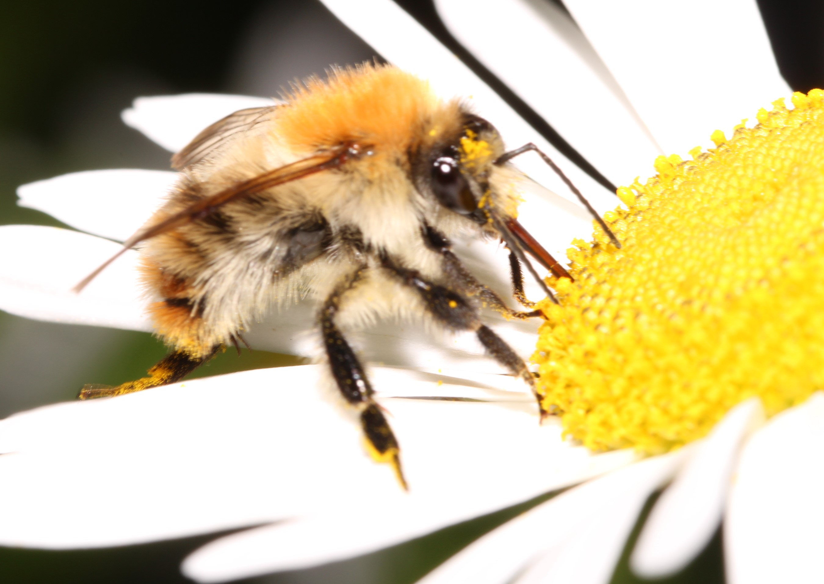 Ackerhummel auf Japanmargarite